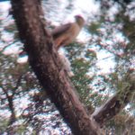 Zarahemla Vargas Cervantes